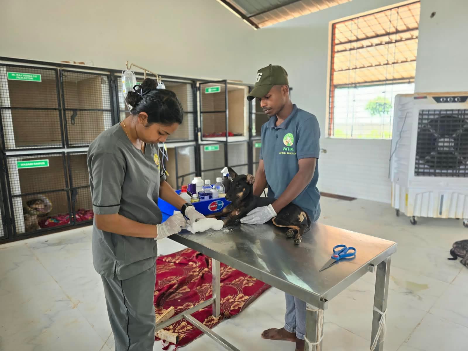Animal care staff treating a dog at Vatika Animal Sanctuary's medical unit