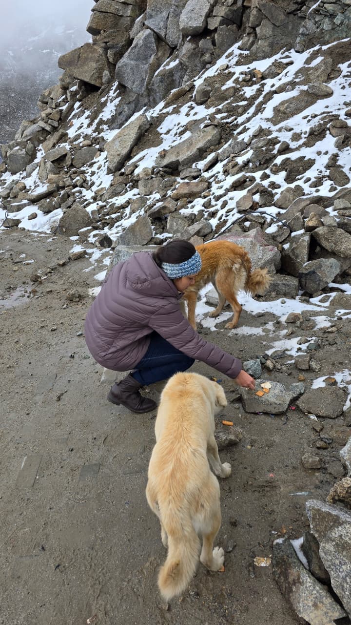 Feeding dogs beside a snow-covered mountain road during a field visit