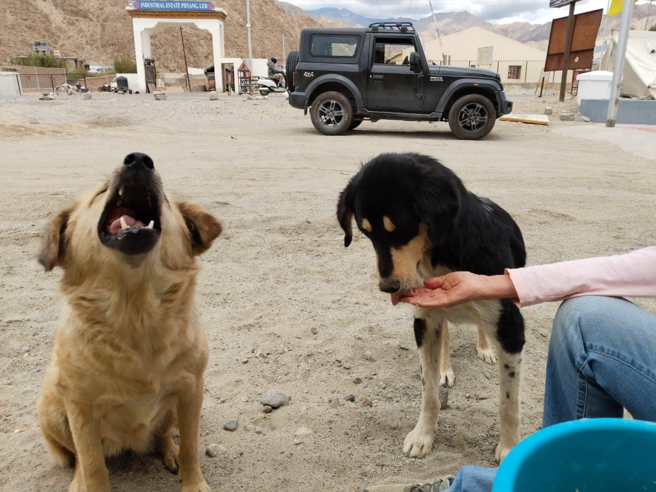 Offering food and water to dogs during a field visit in Leh