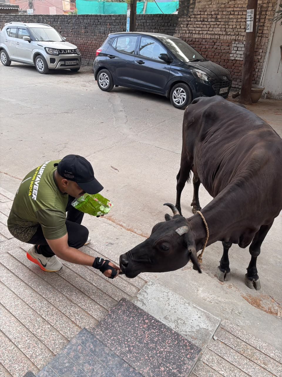 Feeding a cow during a TESPL animal-welfare field visit